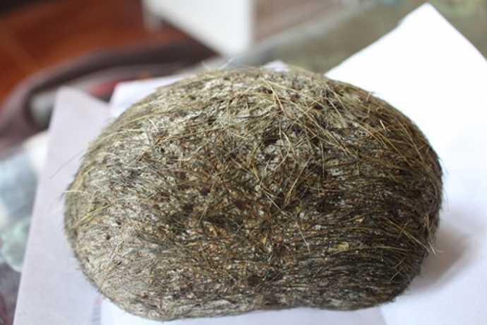Cục Cát Lợn Là Gì