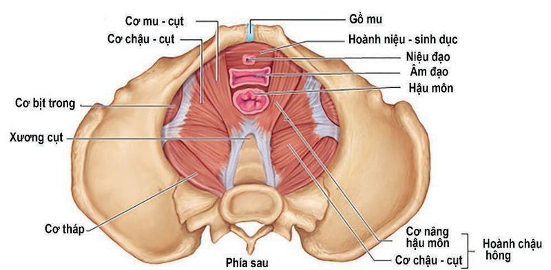 đáy Chậu Là Gì