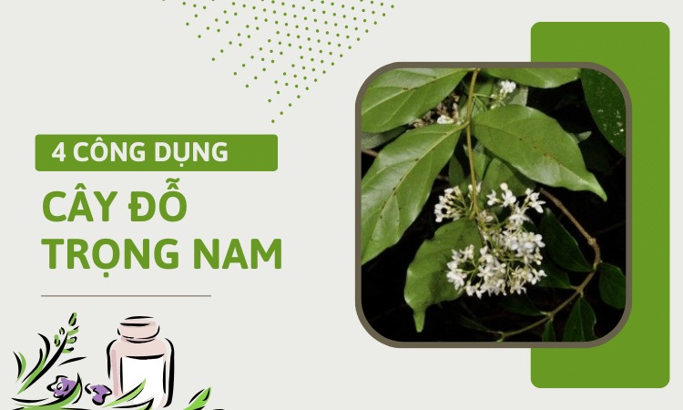 Dây đỗ Trọng Nam