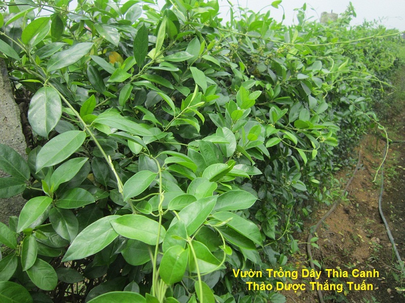 Dây Thìa Canh Mọc ở đâu