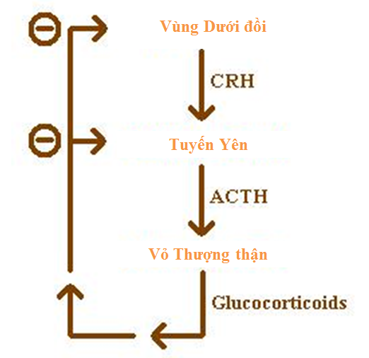điều Hoà Ngược âm Tính