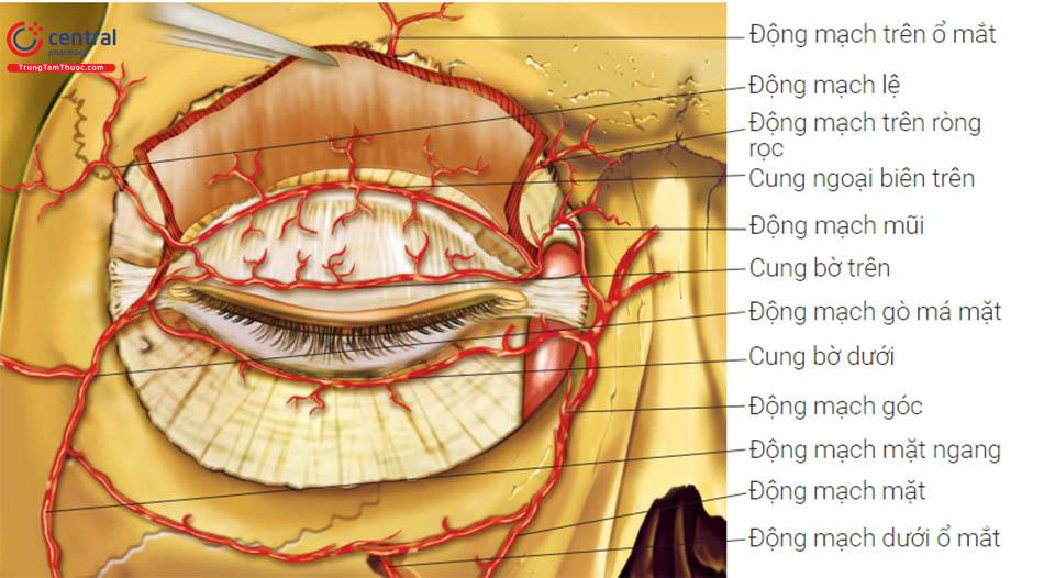 động Mạch Mắt