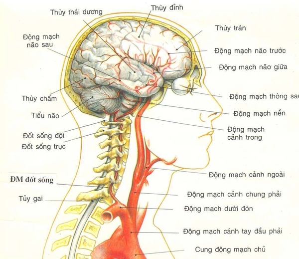động Mạch Sống Nền
