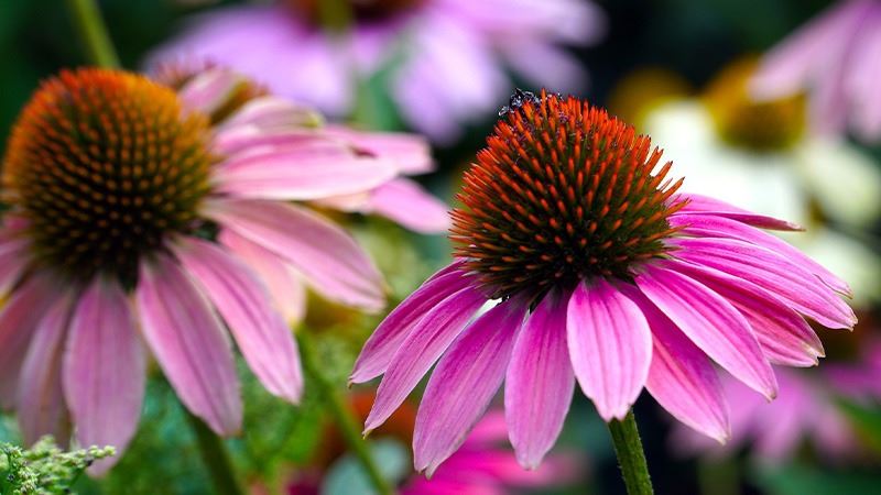 Echinacea La Gi
