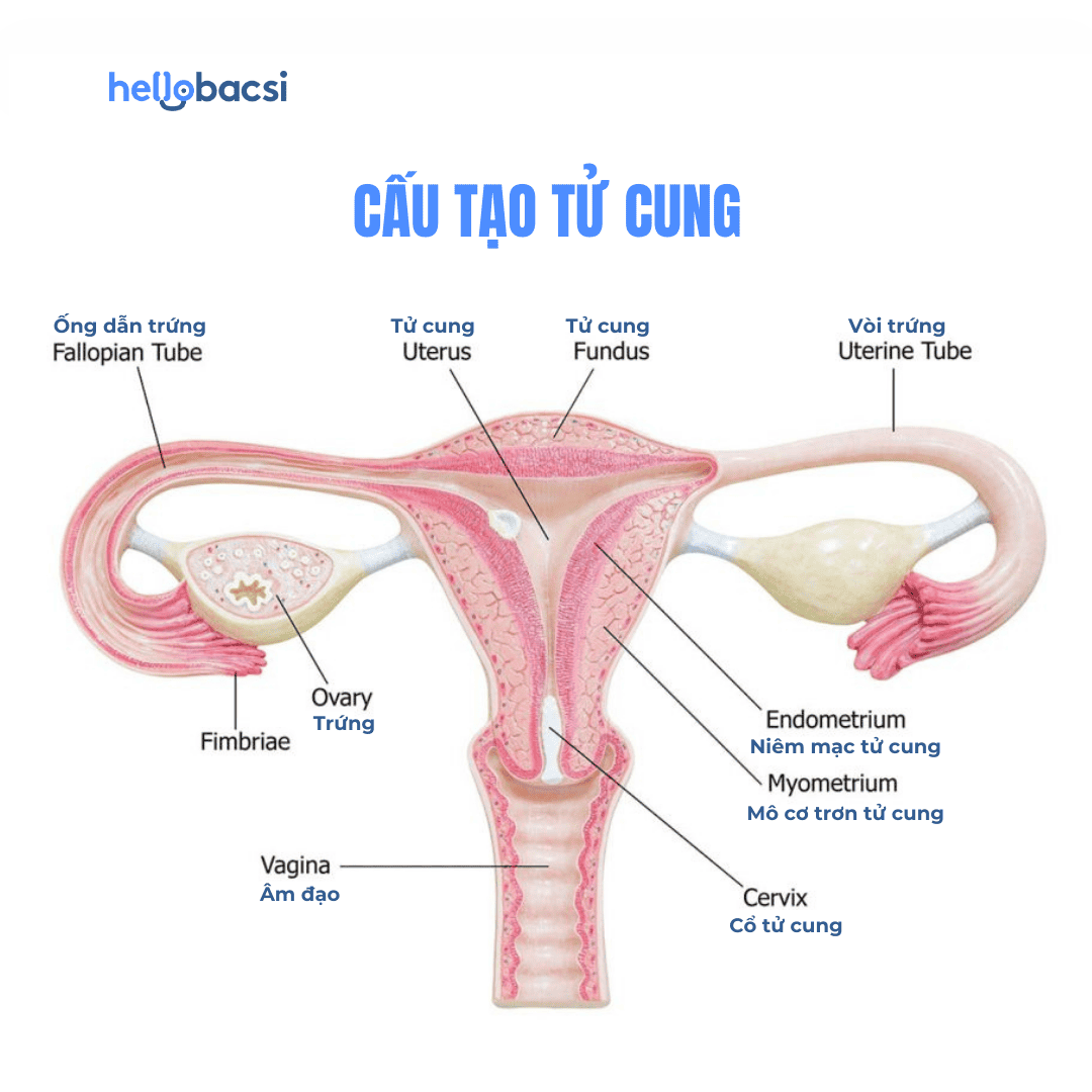 Endometrium Là Gì