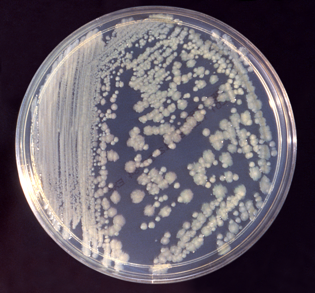 Enterobacter Là Gì