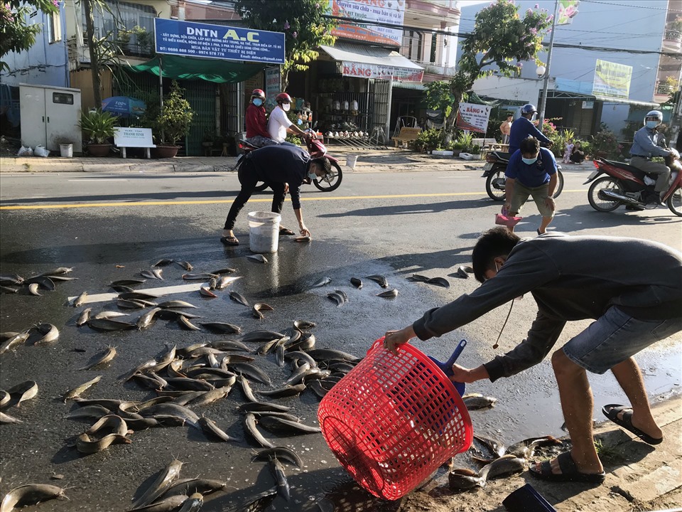 Gặp Cá Trên đường