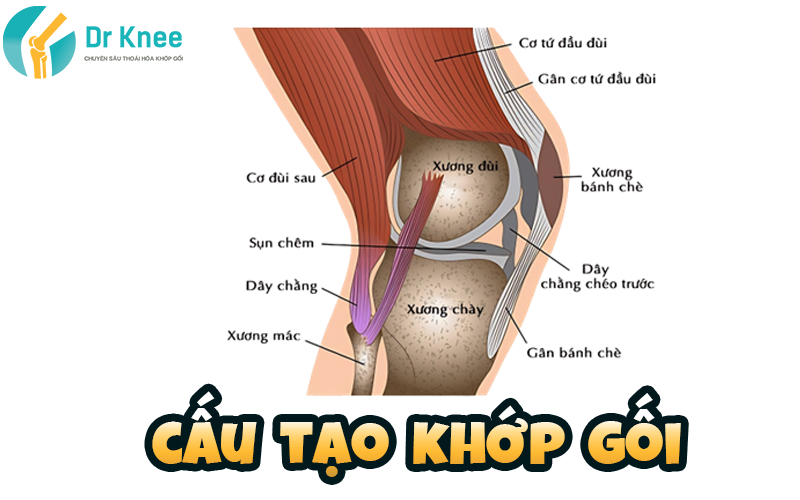 Giải Phẫu Mâm Chày