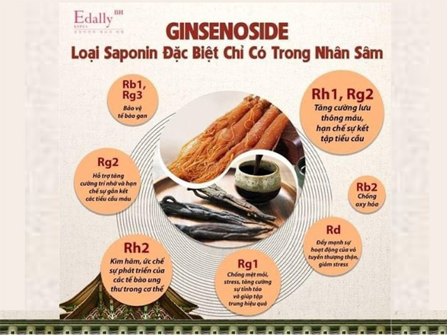 Ginsenoside Là Gì