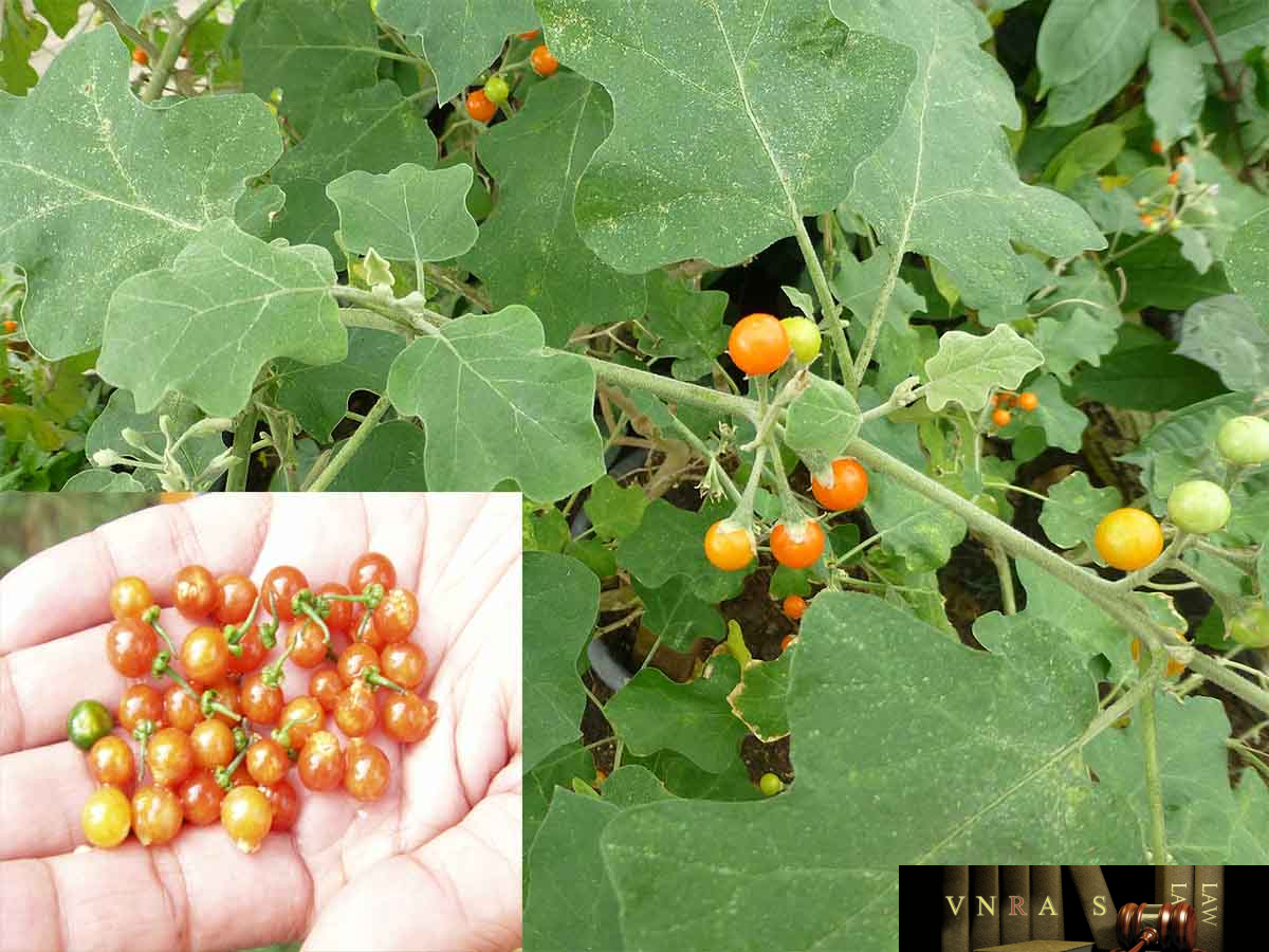 Hình ảnh Cây Cà Gai Dại