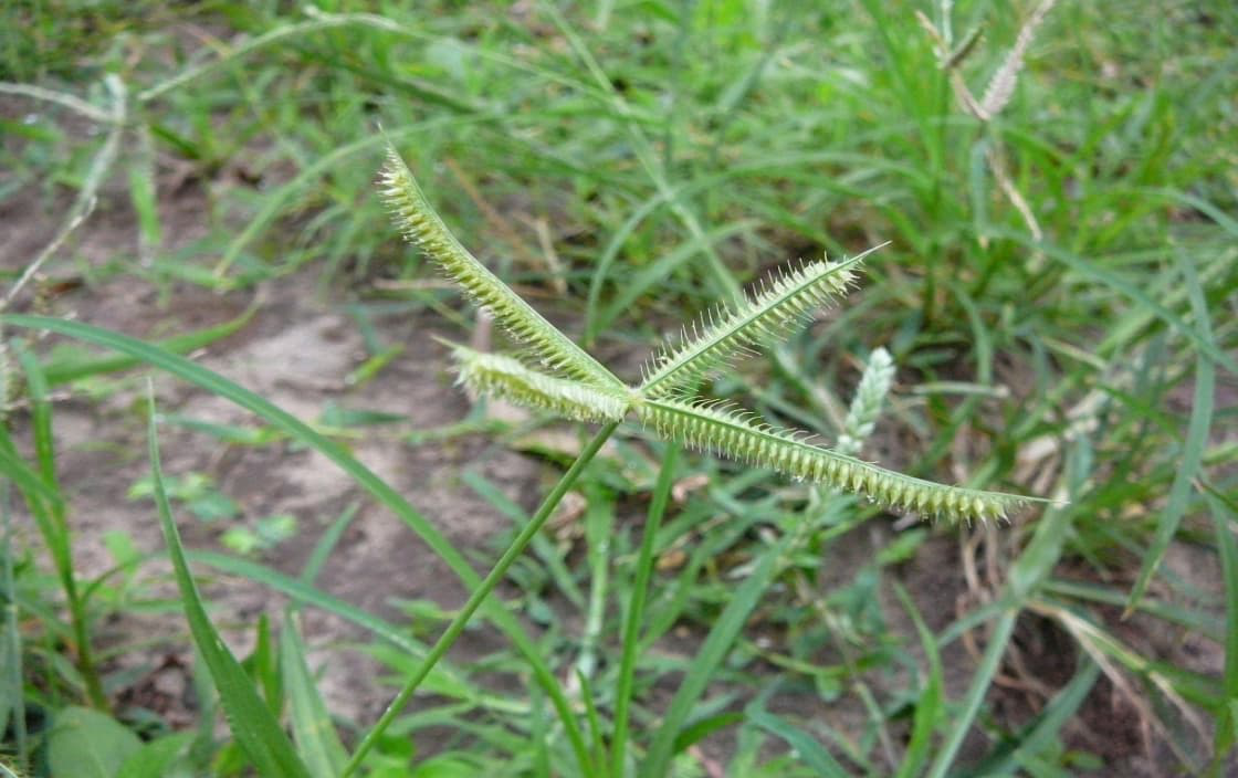 Hình ảnh Cây Chân Vịt