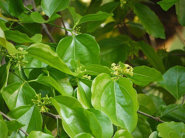 Hình ảnh Cây Mã Tiền