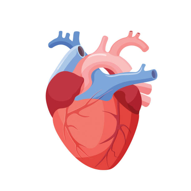 Hình ảnh Trái Tim Của Con Người
