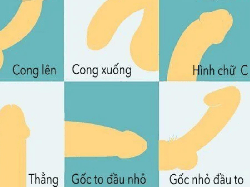 Hình Dáng Dương Vật