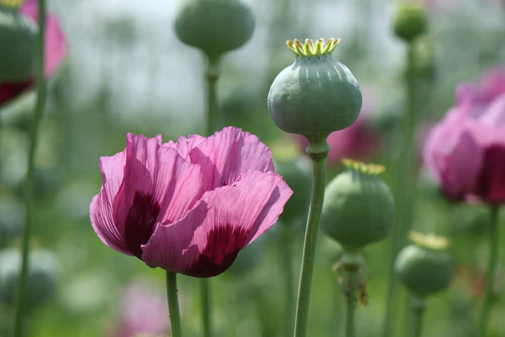Hoa Anh Túc Thuốc Phiện