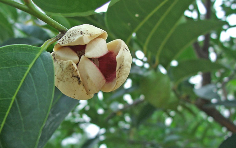 Hoa Bình Bát