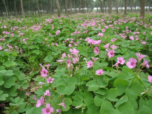 Hoa Chua Me