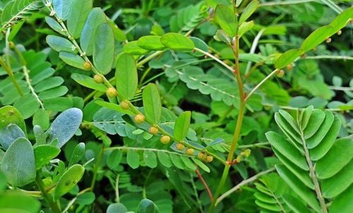 Hoa Diệp Hạ Châu