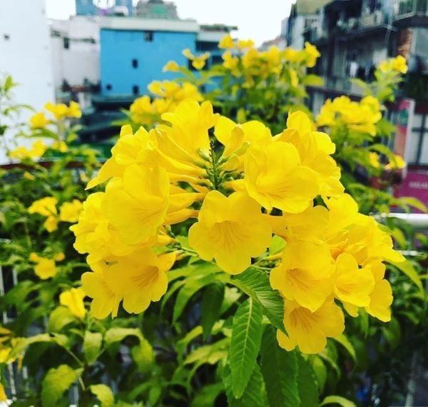 Hoa Gì Màu Vàng