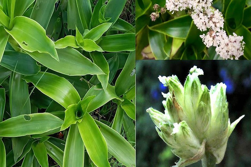 Hoa Lược Vàng
