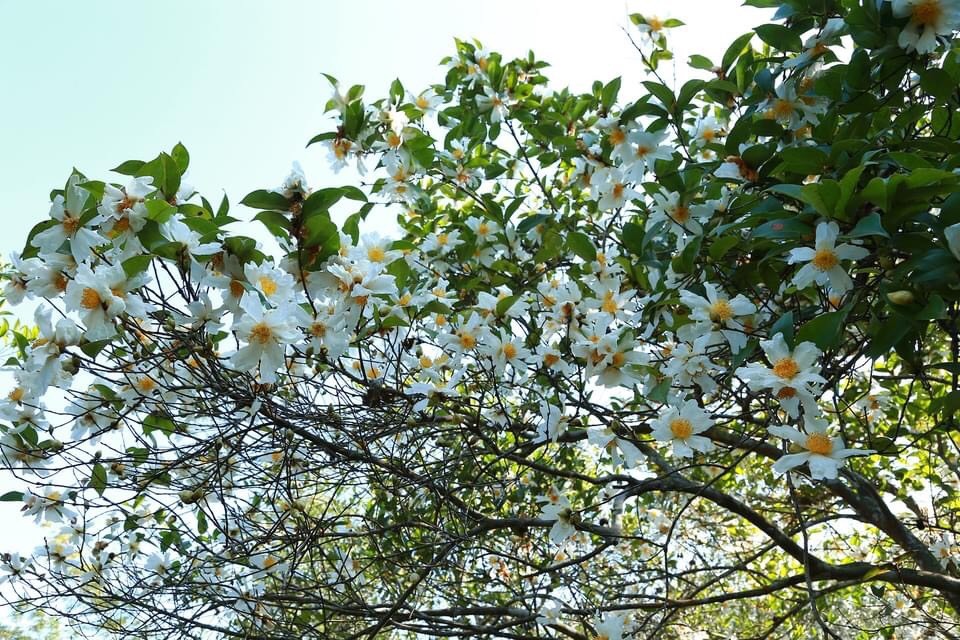Hoa Sở Là Hoa Gì