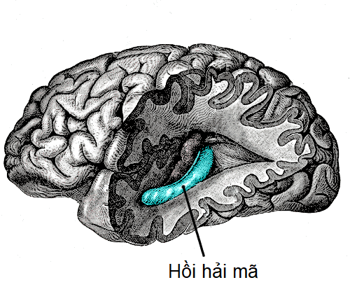 Hồi Hải Mã Là Gì