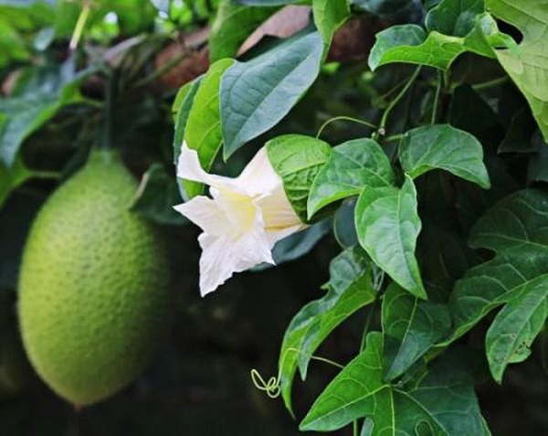 Lá Cây Gấc