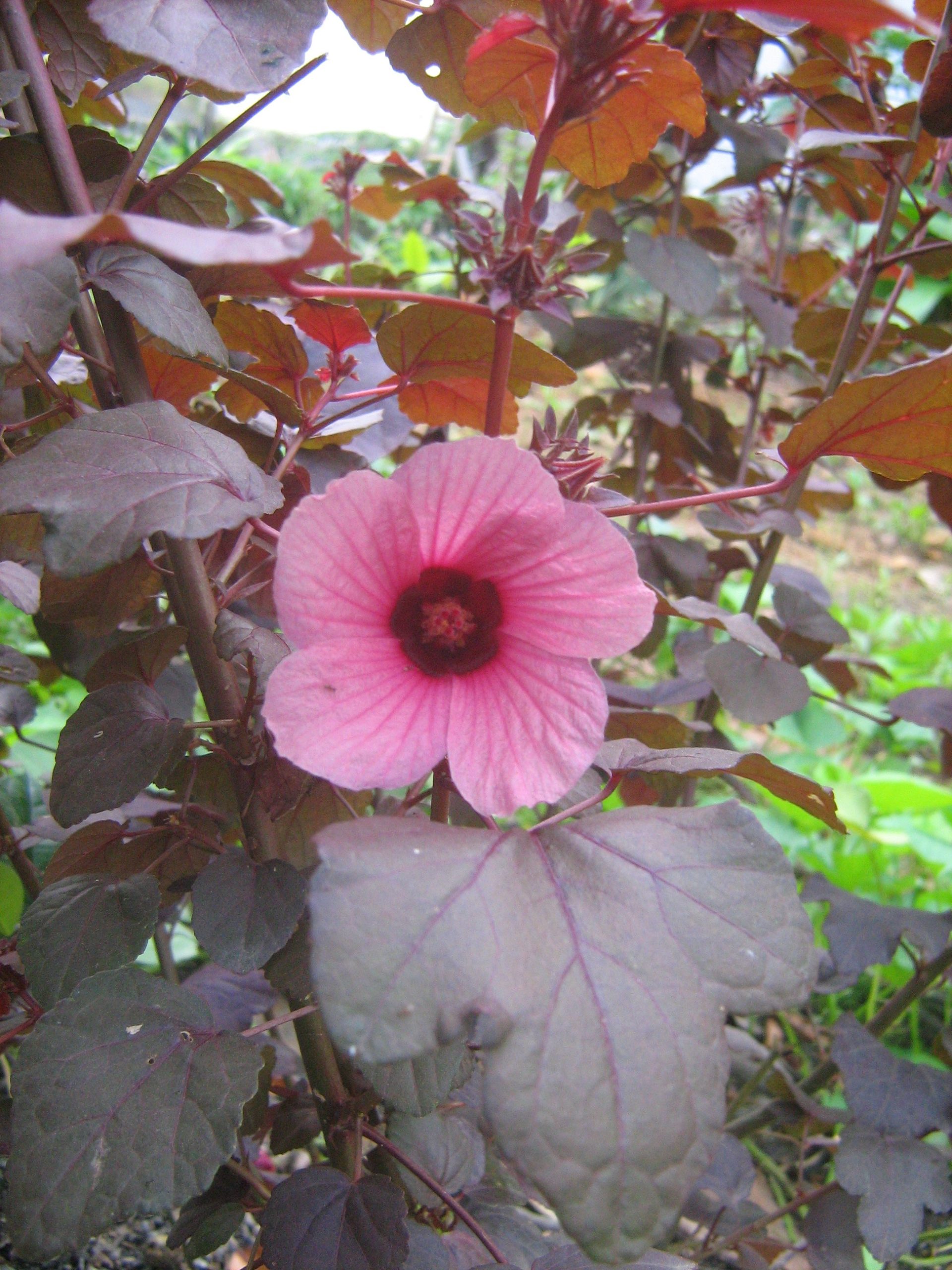 Lá Chua đỏ