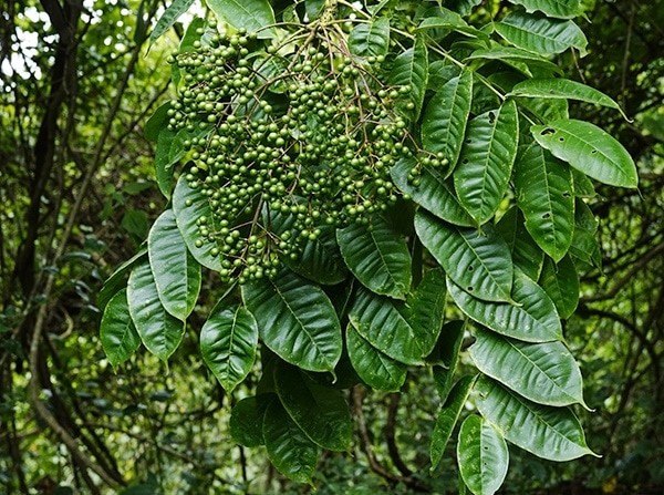 Lá Mắc Khén