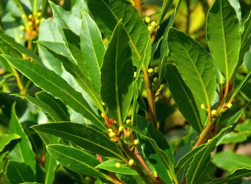 Lá Nguyệt Quế Có Tác Dụng Gì