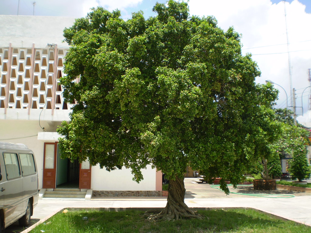 Lá Nguyệt Quế Tiếng Anh