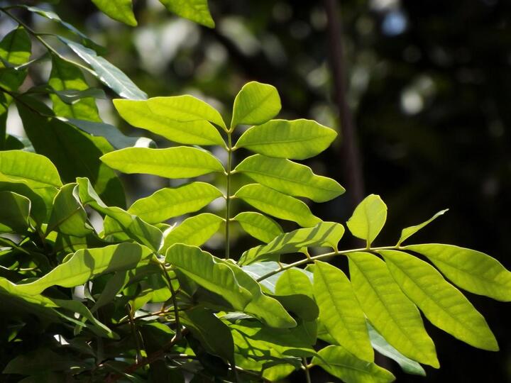 Lá Nhãn Có Tác Dụng Gì