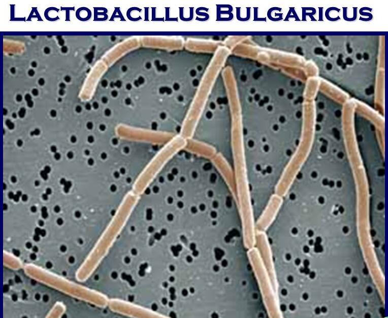 Lactobacillus Bulgaricus Là Gì