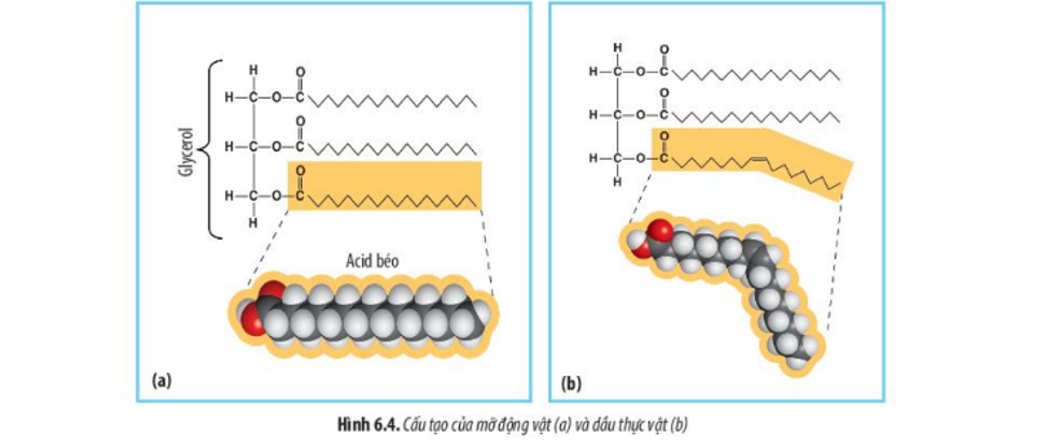Lipid Phức Tạp