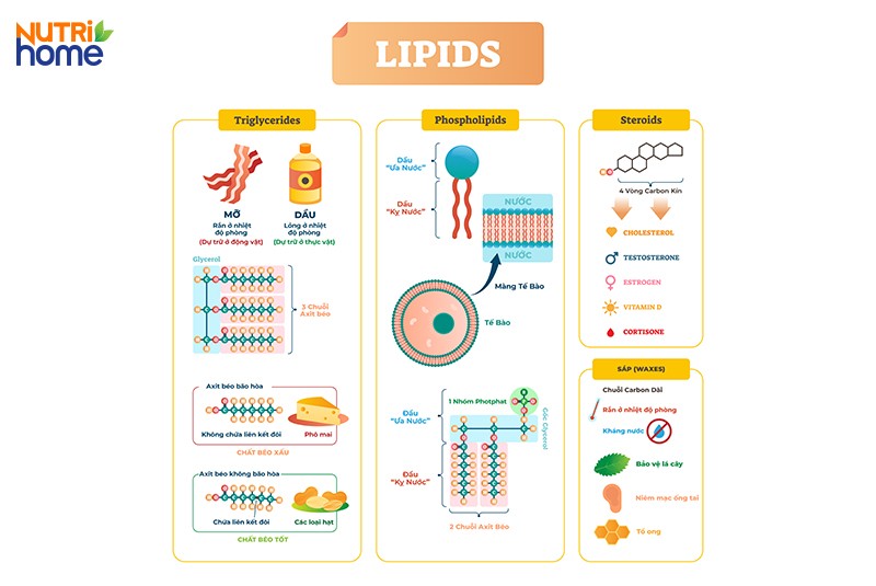 Lipit Là Chất Có đặc Tính