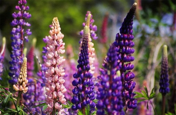 Lupin Là Gì