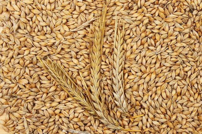 Malt đại Mạch