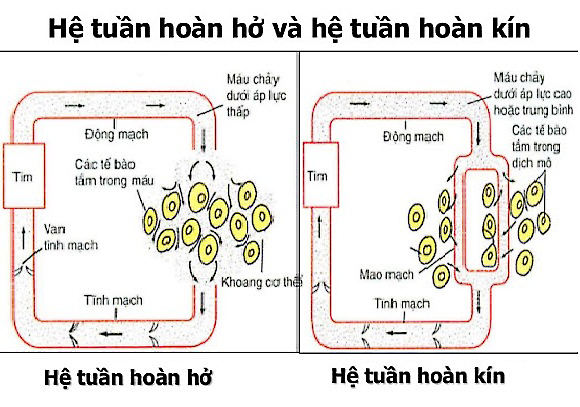 Máu Chảy Trong Hệ Tuần Hoàn Kín Như Thế Nào