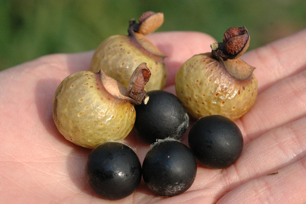 Ngậm Bồ Hòn