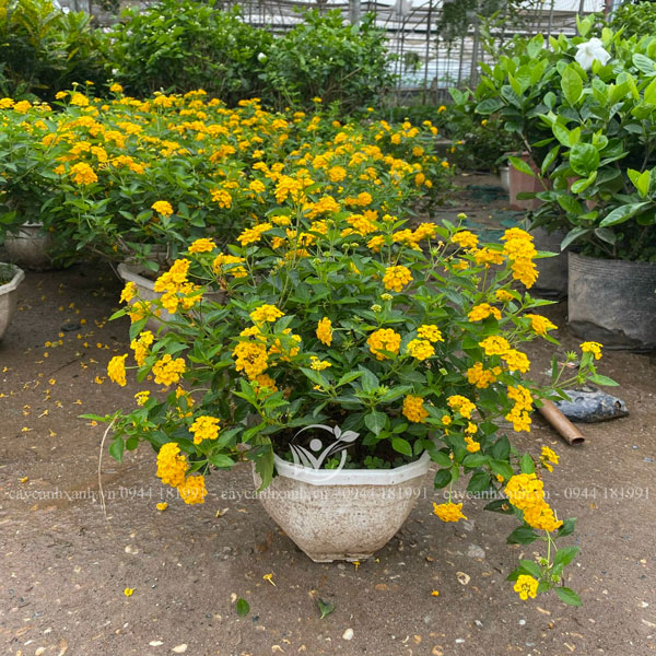 Ngũ Sắc Vàng