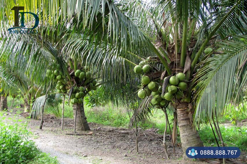Nguồn Gốc Của Cây Dừa