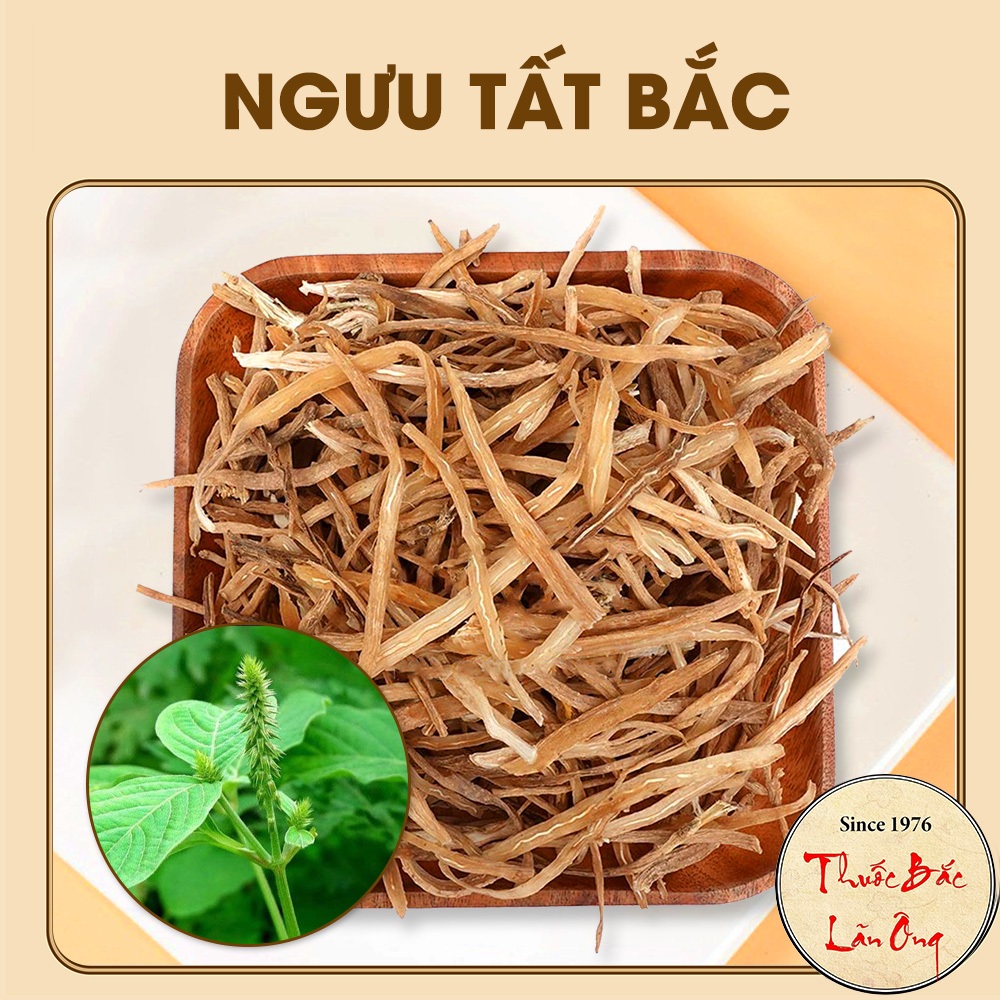 Ngưu Tất Bắc