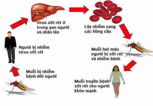 Nguyên Nhân Bệnh Sốt Rét