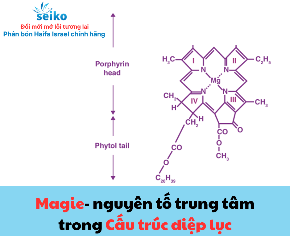 Nguyên Tố Magiê Là Thành Phần Cấu Tạo Của