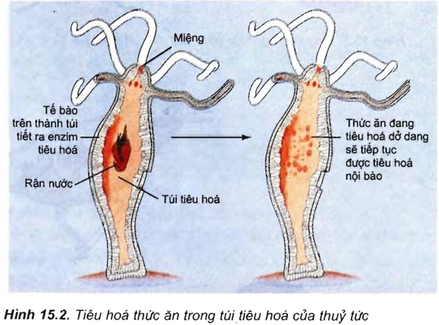Nhóm động Vật Nào Sau đây Có Túi Tiêu Hóa