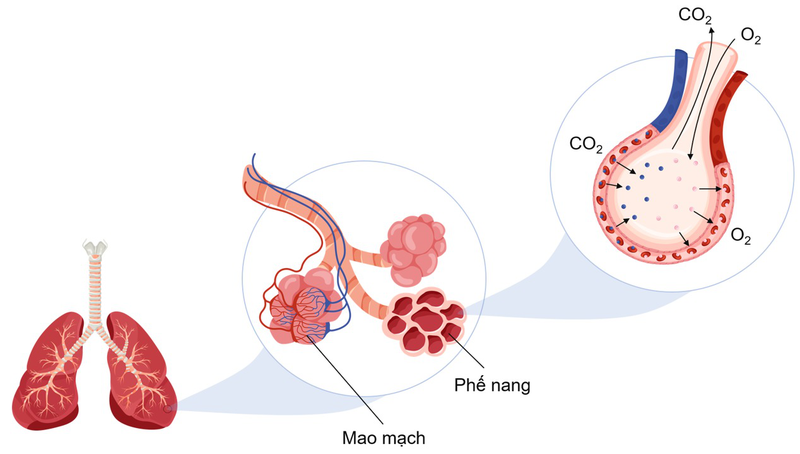 Nhu Mô Phổi Là Gì