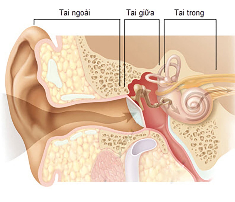 ống Tai Ngoài