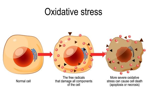 Oxidative Stress Là Gì