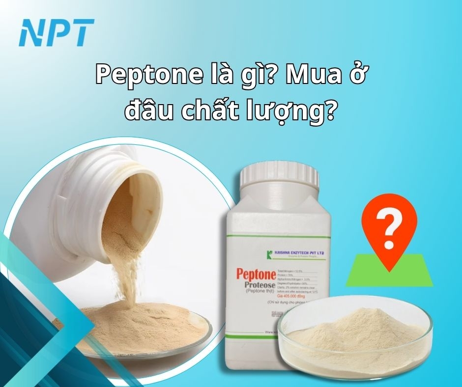 Peptone Là Gì
