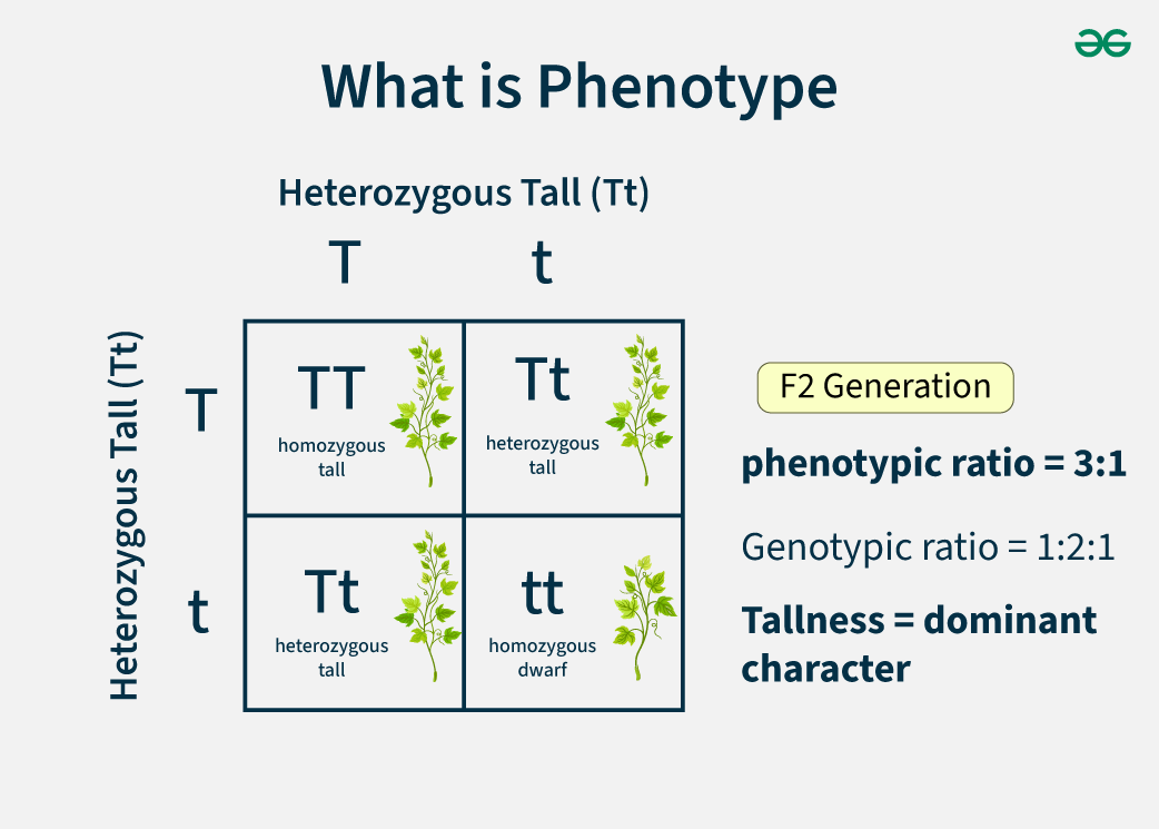 Phenotype Là Gì